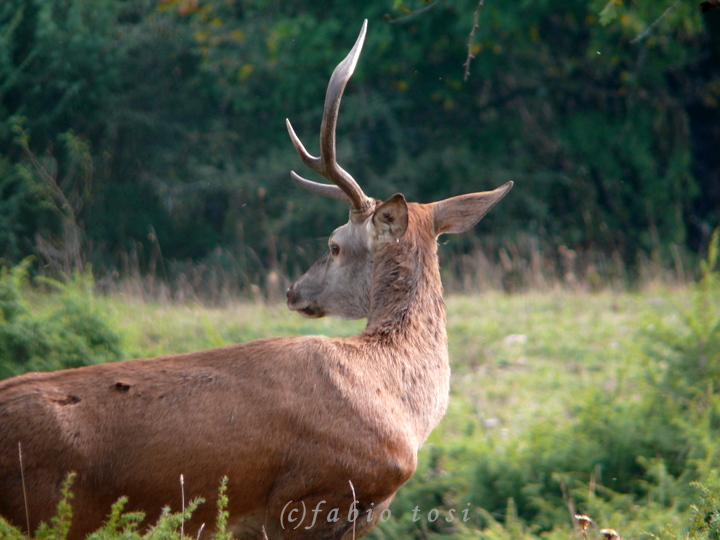 Alla corte di Sua Maest l''Unicorno - (fotoracconto fantasy)